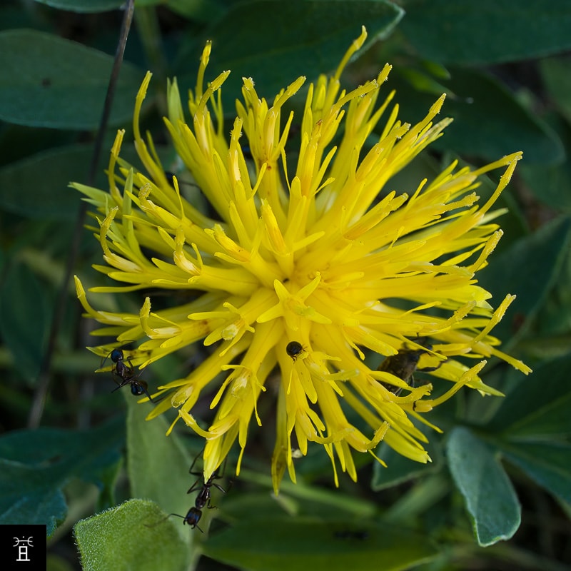 Centaur&eacute;e acaule station A2