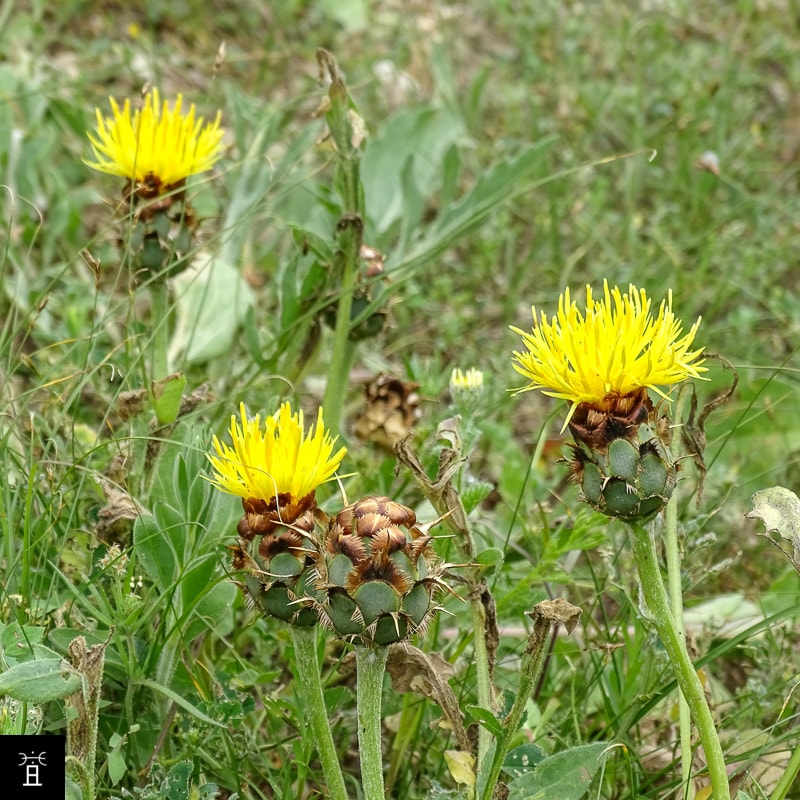 Centaur&eacute;e acaule station A1