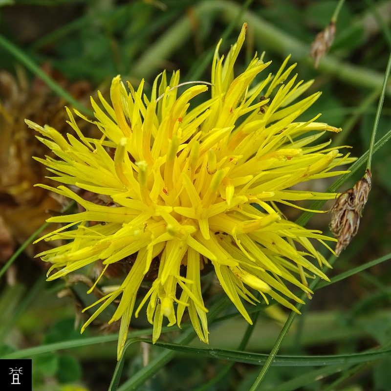 Centaur&eacute;e acaule station A1