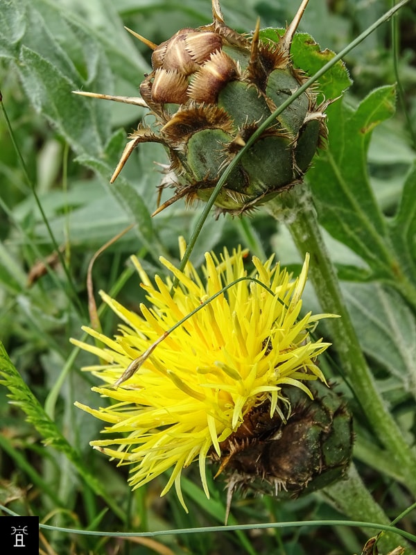 Centaur&eacute;e acaule station A1