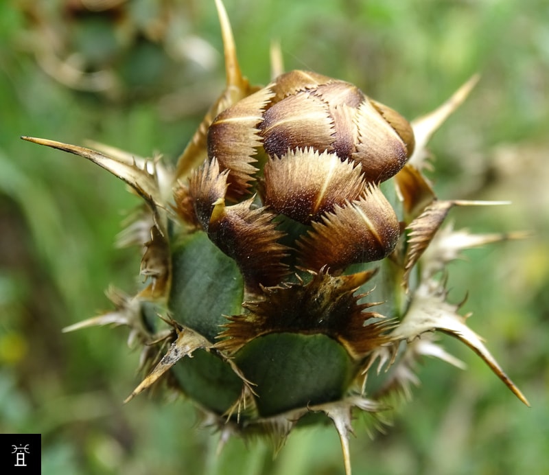 Centaur&eacute;e acaule station A1