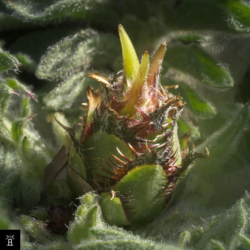 Centaur&eacute;e acaule station A1