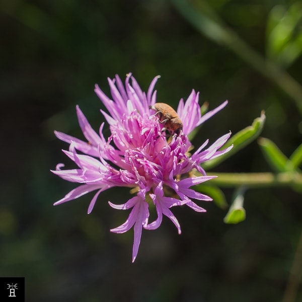 Centaurée jacée (Mai)