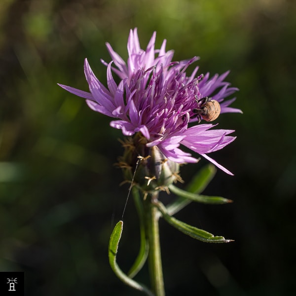 Centaurée jacée (Mai)