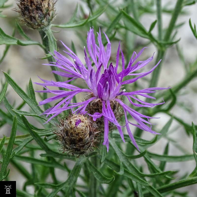 Centaur&eacute;e Station #1
