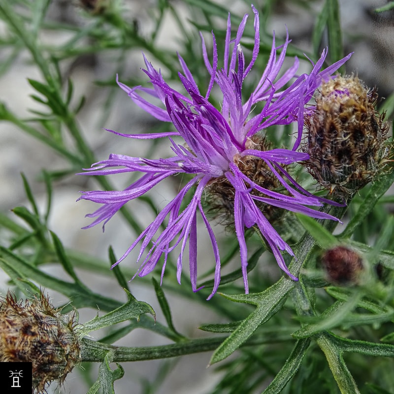 Centaur&eacute;e Station #1
