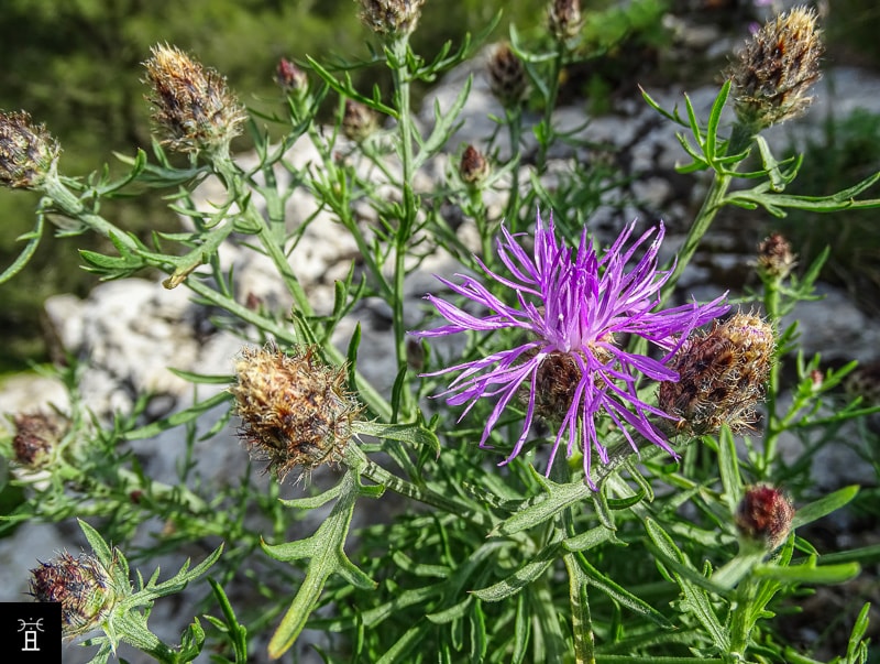 Centaur&eacute;e Station #1