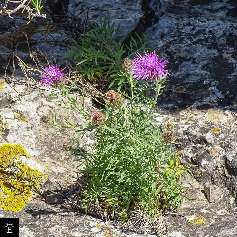 Centaur&eacute;e Station #2 &copy; AC