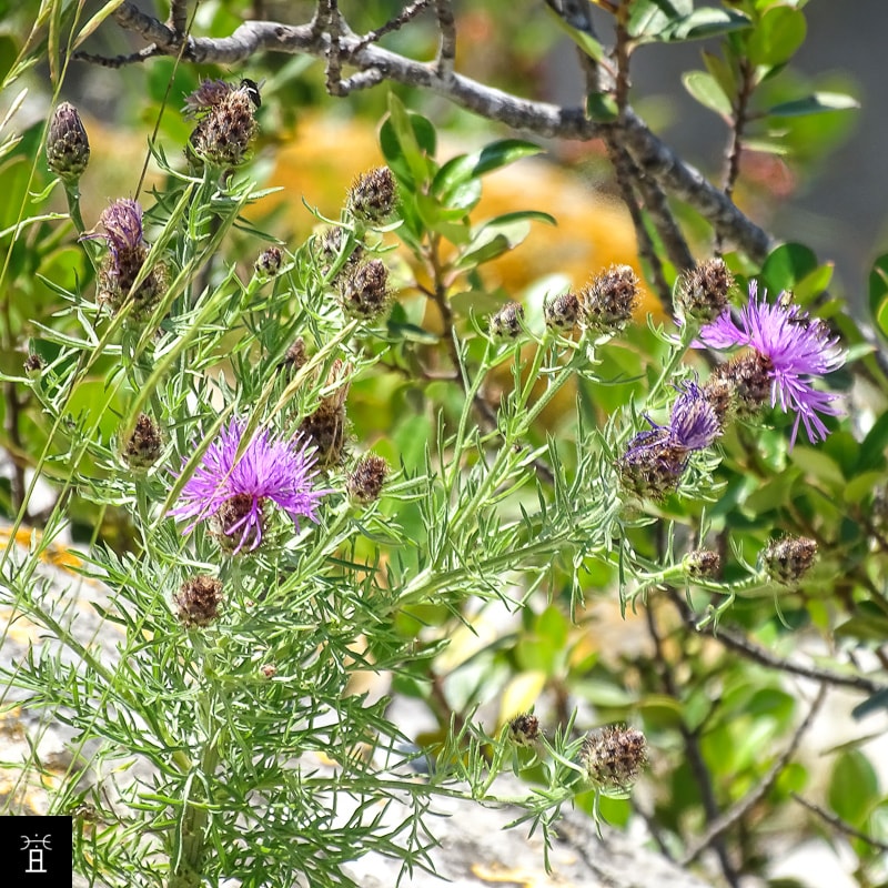 Centaur&eacute;e Station #2 &copy; AC