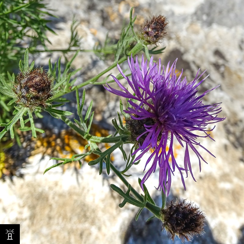 Centaur&eacute;e Station #2 &copy; AC