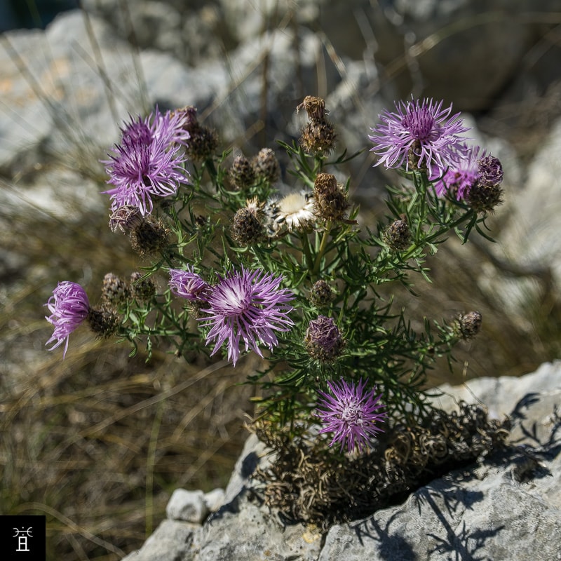Centaur&eacute;e Station #3