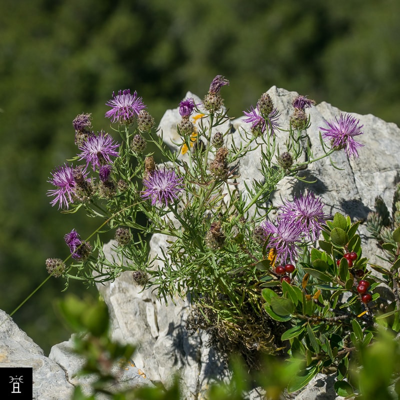 Centaur&eacute;e Station #3