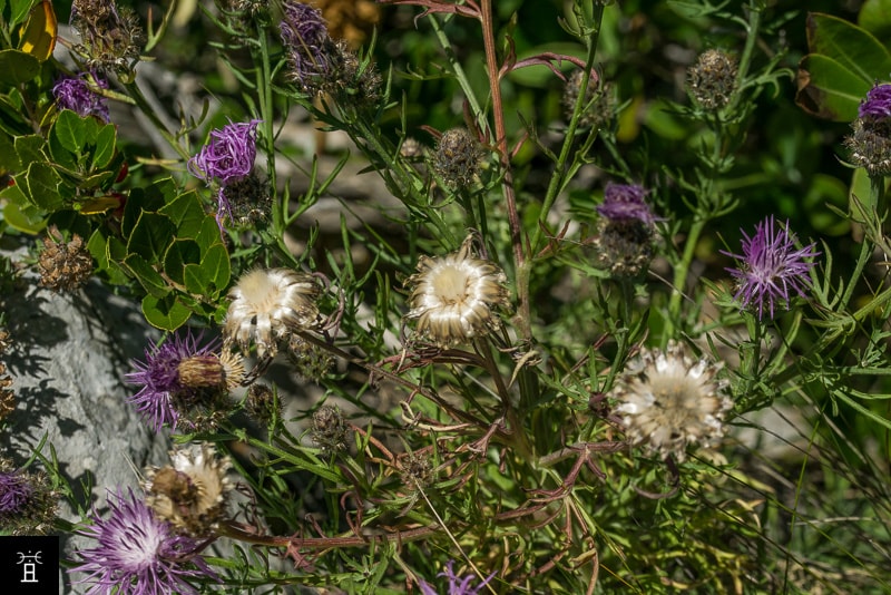 Centaur&eacute;e Station #3