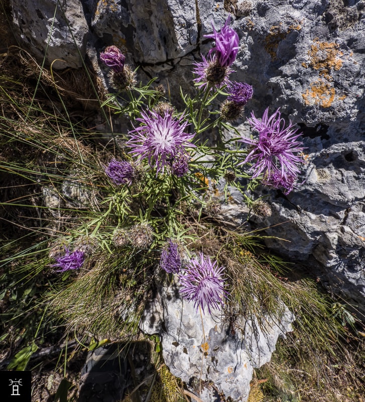 Centaur&eacute;e Station #3