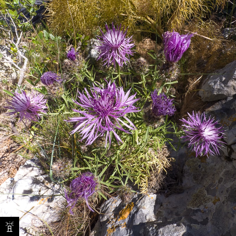 Centaur&eacute;e Station #3