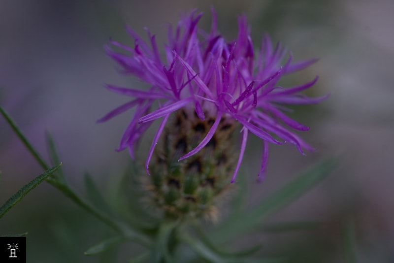 Centaur&eacute;e Station #4 (mai)