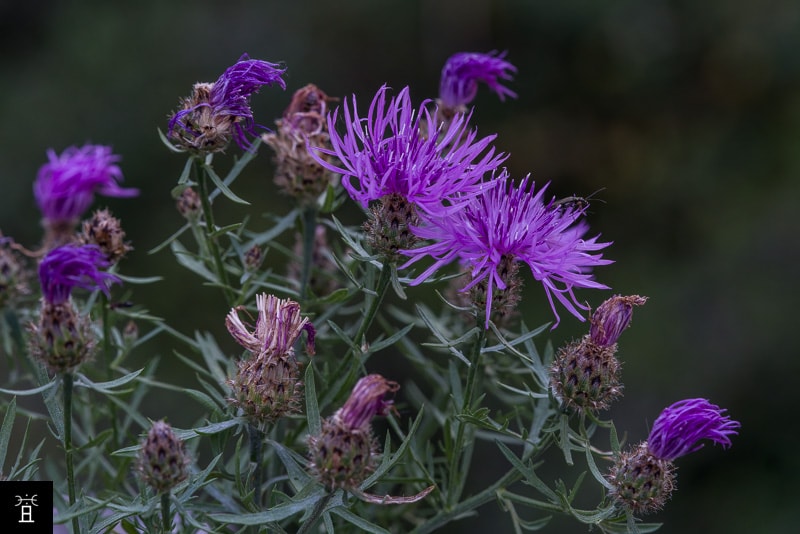 Centaur&eacute;e Station #4 (mai)