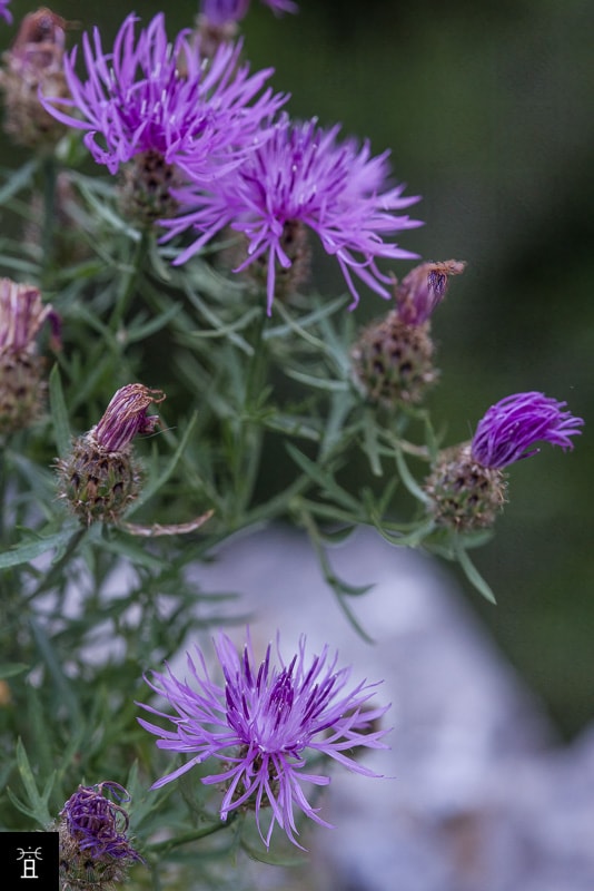 Centaur&eacute;e Station #4 (mai)