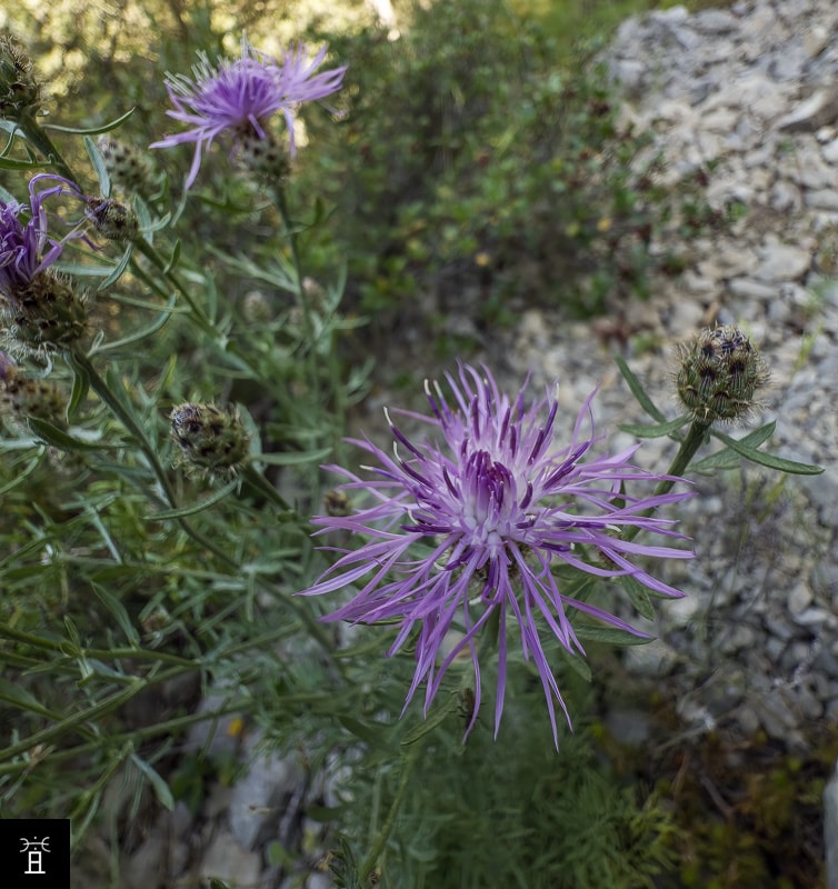 Centaur&eacute;e Station #4 (mai)