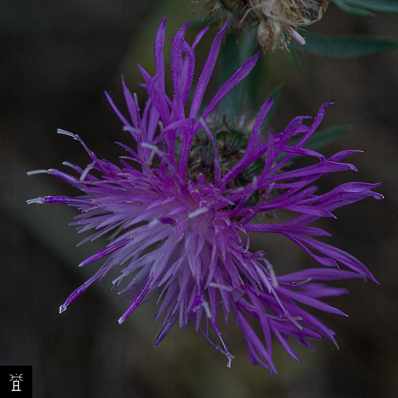 Centaur&eacute;e Station #5 (Juin)