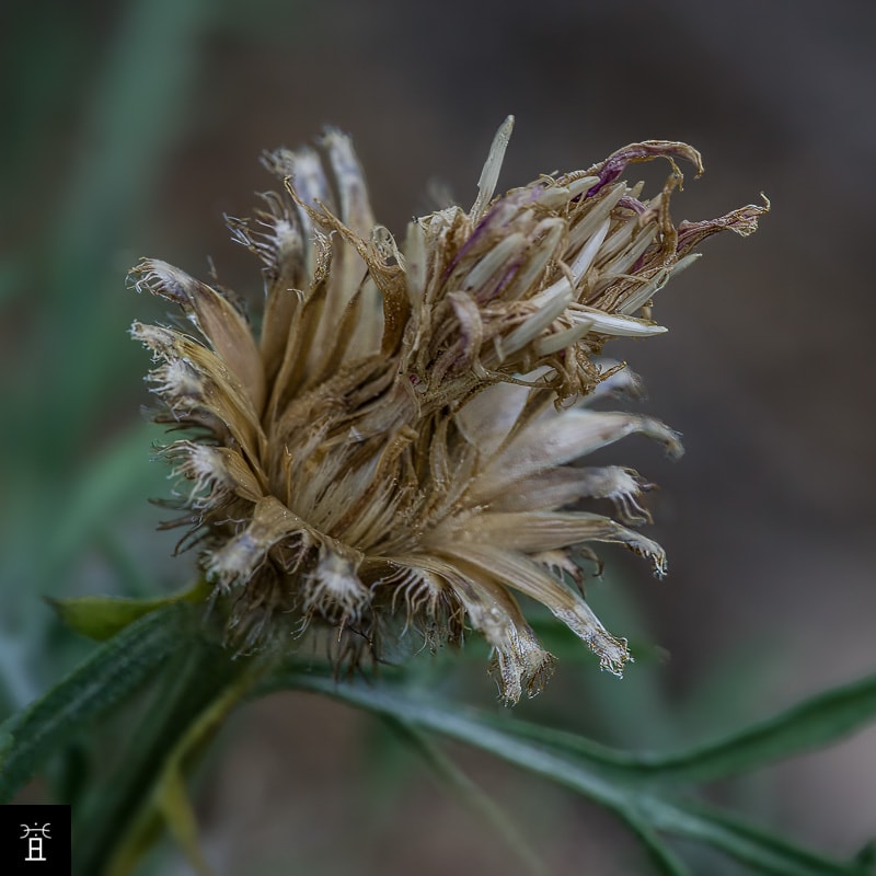 Centaur&eacute;e Station #5 (Juin)