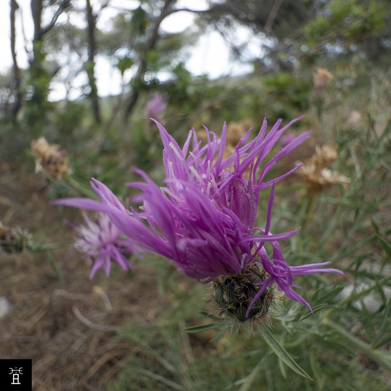 Centaur&eacute;e Station #5 (Juin)