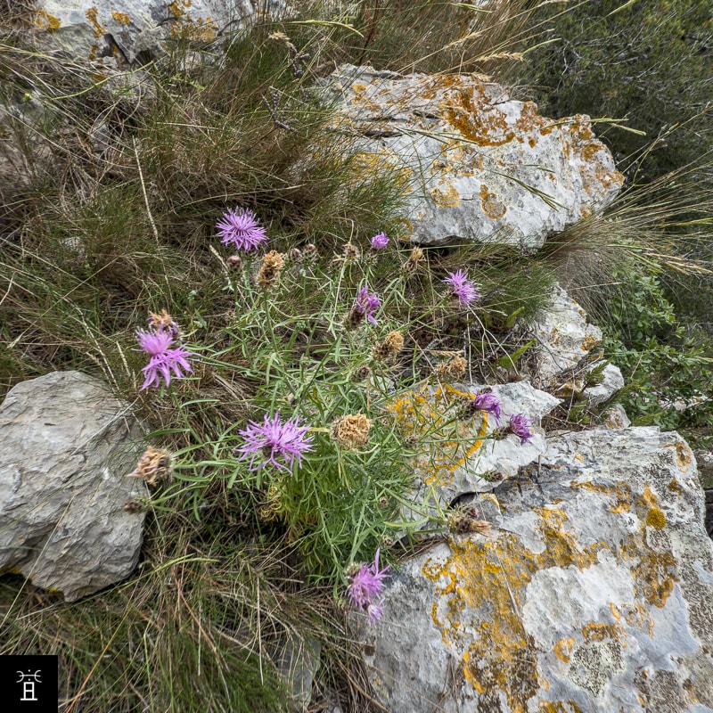 Centaur&eacute;e Station #5 (Juin)