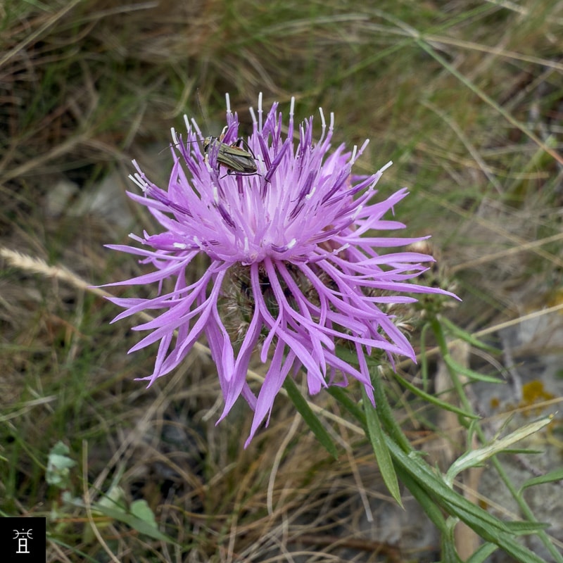 Centaur&eacute;e Station #5 (Juin)