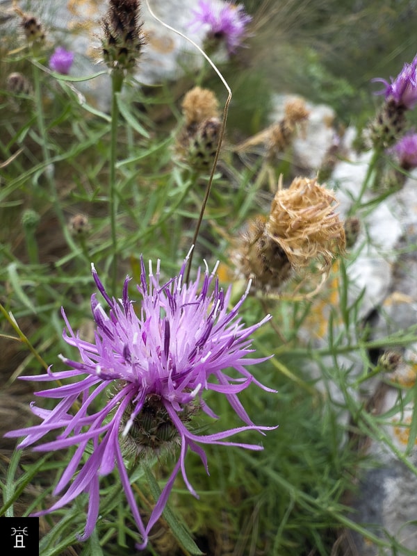 Centaur&eacute;e Station #5 (Juin)