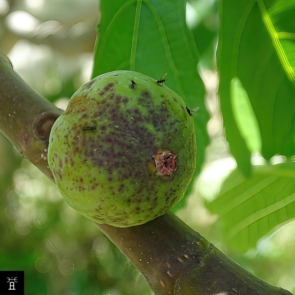 Guêpe femelle avril  sur Profichi