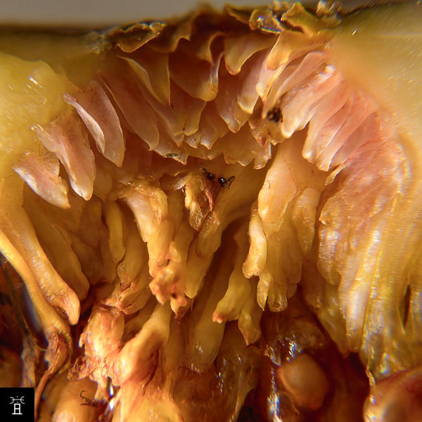 Figue femelle pollinis&eacute;e