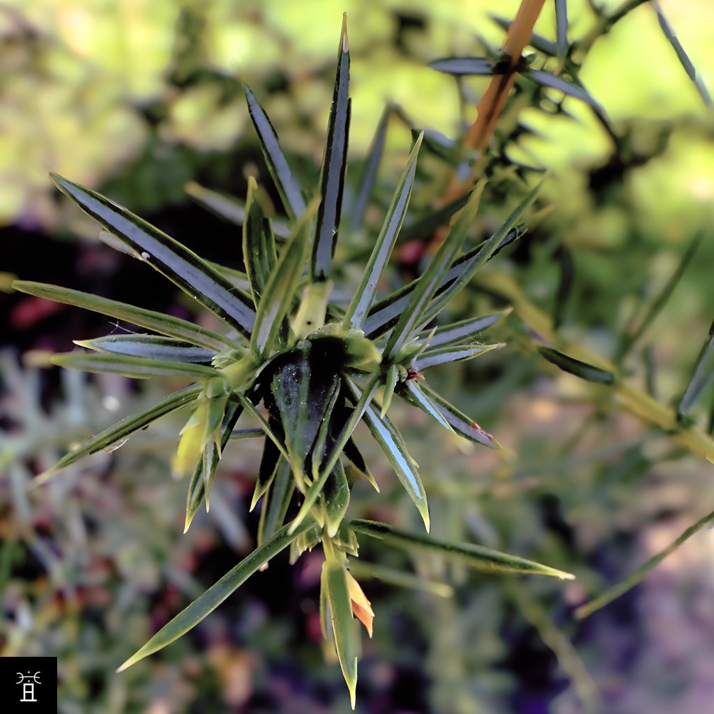 Genévrier commun  style=